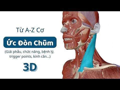 #2: Cơ Ức Đòn Chũm (3D) | A-Z đặc điểm các nhóm cơ