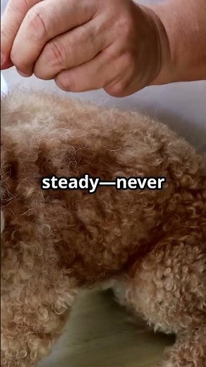 Fleas vs Ticks: How to Identify and Remove Them Safely #ticks #ticktalk #ticksafety #tickdisease