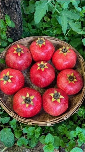 Enjoy Fresh Red Pomegranate ❤️✨