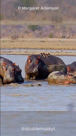 Help for Hippos from Little Birds | Oxpeckers 🐦🦛