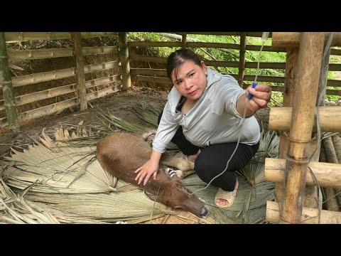 Hoping to Save the Baby Buffalo – IV Drip for Its Recovery