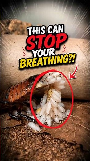 🪳 The Hidden Danger of Cockroach Poop You Didn't Know!