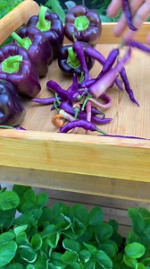 Gardening is therapy😌 All of us have the seed of mindfulness in us. We are aware and mindful of what surrounds us. It only takes a slow deep breath to make your body mind come together, where you will suddenly find yourself fully present. We are not distracted by worries when we’re in the garden, we only hear the sound of the harvest, rain, birds and wind. Take the time to appreciate what surrounds you. | Plantedinthegarden