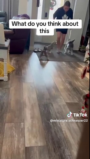 Miniature Schnauzer Training and Grooming Tips