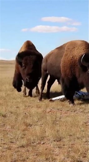 3 BISON Charge Man in Tin Can Suit#charge #tinarmor