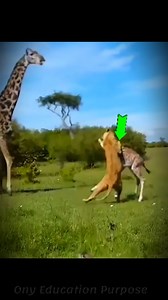 Giraffe fails to protect its baby 😍 #shorts #viral #reels #trending​ #new #viralreels | Colaedy Facts