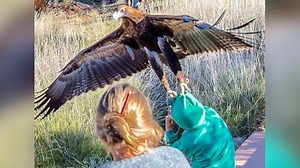 Eagle Tries to Snatch Little Boy During Bird Show at Australia Park