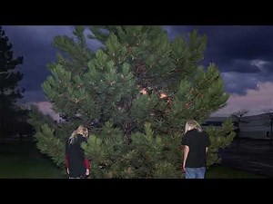 Best 40 or 100 Pop Songs of 2019!!｜ハヤシベトモノリ