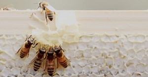 The benefits of bees: Why we need them more than we may realize