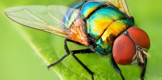 How many types of insects are there in the world?