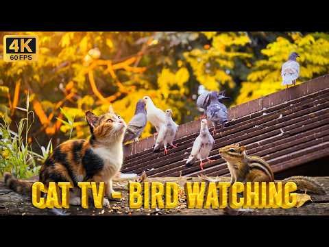 [No Ads] CAT TV - BIRD WATCHING 🕊️ Calico Cat, Chipmunk & Pigeons (4K 60FPS)