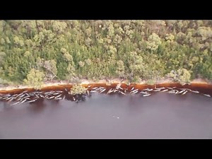 Hundreds more pilot whales now feared dead in Australia's largest ever mass whale stranding