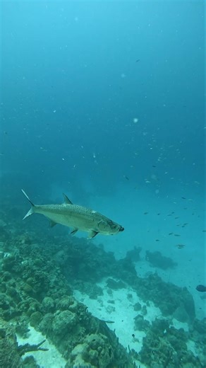 BIG Tarpon 👁 #diving