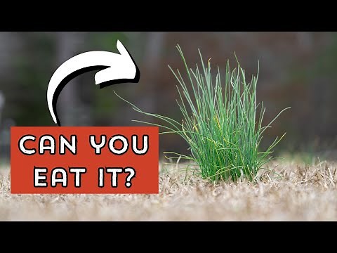 What's that strange "onion grass" in your yard?