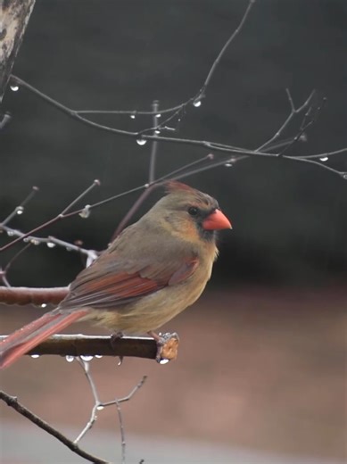 The shake of the female cardinal…🧡 #chirpchomp #birdsoftiktok #birds