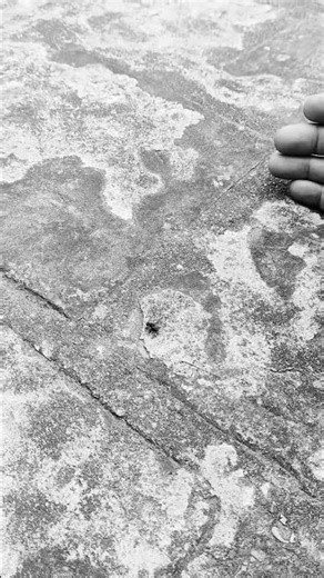 The Lucky Fly #herofly #FlyStopfly