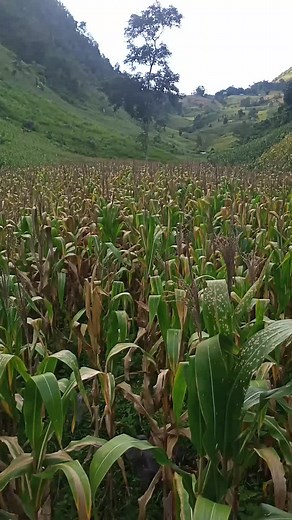 Understanding Cornfield Growth Stages and Health