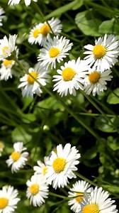 Eine neue Textidee zum bekannten Kinderlied „Bruder Jakob“ 🎶🌼 Heute dreht sich alles um Gänseblümchen – frühlingsleicht, vertraut in der Melodie und perfekt zum Mitsingen, Bewegen und Entdecken im Morgenkreis. 🌷 In der Frühlingsausgabe des Jahreszeitenordners warten viele frische Bastelideen, Lieder und Fingerspiele auf euch – dazu Klanggeschichten sowie Sinnes- und Bewegungsspiele für eure 0- bis 3-Jährigen. Außerdem enthalten: direkt einsetzbare Materialien wie Elternbriefe, Kopiervorlagen,