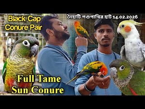 ।।Full Tame Sun Conure।।Black Cap Conure Pair।।Part -2।।Naihati Pet Market✨।।Price of Exotic Birds।।
