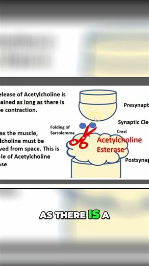 Muscle Contraction & Relaxation: Acetylcholine's Role #shorts