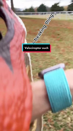 Velociraptor Mask Ouch | Malinois Dinomask Experience