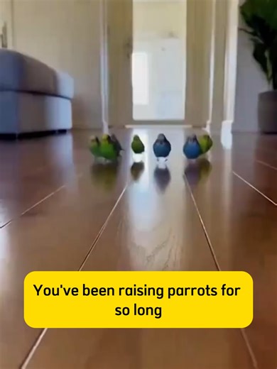 You can tell if it's male or female by looking at its nose – surprisingly simple. #viral #mypet #parrot #parrots #fyp #lovebird #parrotcare #pettok #babybird #parrotlet #pet #birds #parrotlife