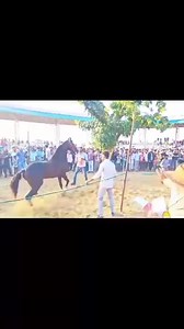 Marwari Horse Power Pushkar Horse Fair 2023 | Marwari Horse Breed