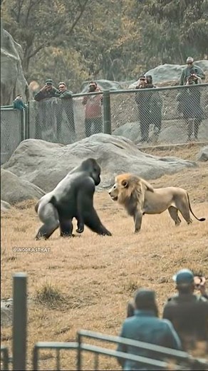 Gorilla Versus Lion Epic Battle #fight #shorts
