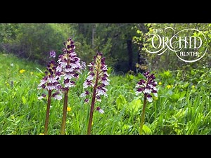 Orchid Hunter - 081 - Return to Kent (25th May 2021)