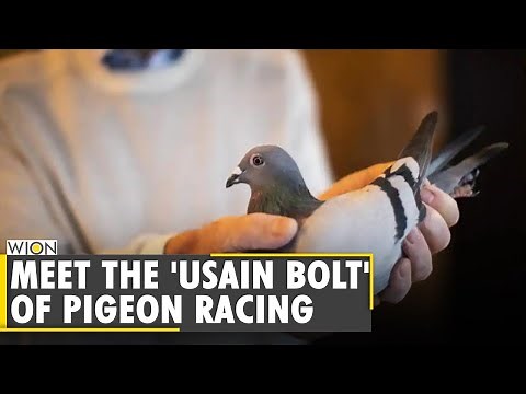 Pigeon racing enthusiasts fly high, trained for long-distance races | China | World News