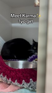 Karma is a Cat 🐾✨ 1 Year Old Female “Karma is a cat, purring in my lap ‘cause it loves me…” 🎶 and that couldn’t be more true for our sweet girl Karma! At just 1 year old, Karma is still figuring out the big, noisy world of the shelter. She might seem a little shy at first, but just like the best Taylor Swift bridges, once you give her a little time and patience, she truly comes out of her shell. And when she does? You’ll discover a gentle, loving companion who’s ready to curl up by your side a
