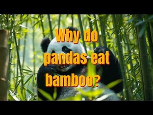 Why do pandas eat bamboo？| Science for Kids