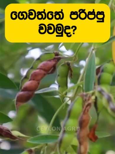 ගෙදරදීම පරිප්පු වවන්න හොඳම රහස් ක්‍රමය