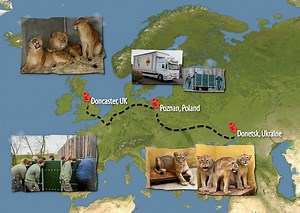 54K views · 1K reactions |  From Donetsk to Doncaster  Lions Aysa, Teddi, Emi & Santa are taking it all in their stride and enjoying every minute of their new life here at #YorkshireWildlifePark 女 Keep watching for a special ✨surprise! ✨ Visit  https://bit.ly/LionRescue2 for the full story! | Yorkshire Wildlife Park | Facebook