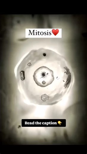 World of Biology on Instagram: "The fundamental process of life Mitosis is essential to the evolution and proper functioning of all living organisms. Through this process, a cell duplicates its DNA and divides into two daughter cells, each carrying a complete genetic set. From the earliest single-celled organisms to complex human beings, mitosis has played a crucial role in growth, development, and tissue repair. Thanks to mitosis, living beings can grow, heal physical damage, and pass on their