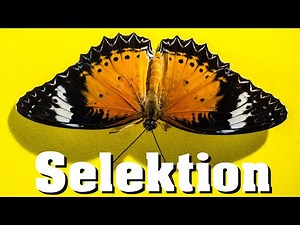 Evolution: Selektion