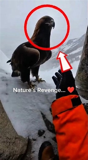 This Eagle Never Forgot Him