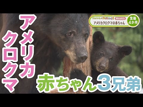 アメリカクロクマの赤ちゃん【アニマル×Animal】