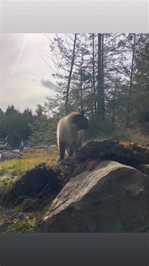 My boy, Dragon was the best dog a girl could ever ask for. I imagine he was waiting with Honour and Bella for Ruby and Silas to join them past year. | Tamara Wrayton