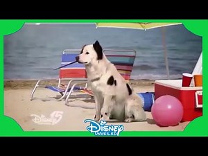 Stan The Dog - You're Watching Disney Channel - Dog With A Blog - 2014