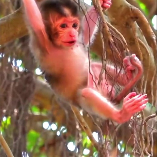 10K views · 117 reactions | Santa’s Lonely Cry in the Tree➡️click for video: https://monkeydam.com/10273 | Monkey Daily | Facebook