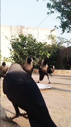 "How to Identify Different Crow Sounds and Their Meanings"(WILDLIFE)😍🤩🥹📢#shorts
