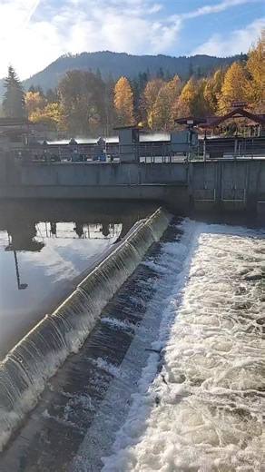 FISH (Friends of the Issaquah Salmon Hatchery) on Reels