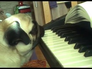 Pug playing the piano via Alexander Kryuchkov | BuzzSharer Pugs