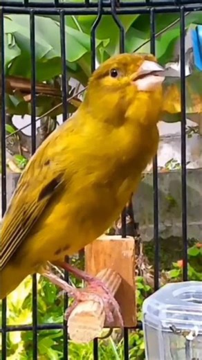 Beautiful Canary Singing #naturesounds #birdsinging #shorts