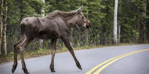 Man dies after car crashes into moose in Alaska national park