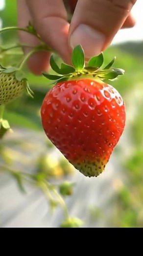 The Most Relaxing Strawberry Cutting ASMR with Nature Sounds 🍓🌿✨