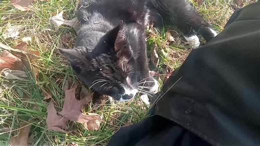 after this video ended, a jogger came along to give her attention and let her follow him home🖤 #stray #cat #furbaby