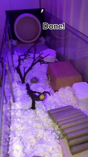 Setting Up My Hamster Cage: A Complete Guide