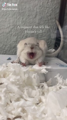 Gerbilsofinsta on TikTok